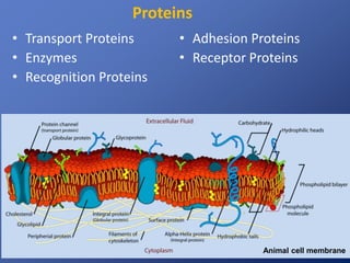 Proteins 
• Transport Proteins 
• Enzymes 
• Recognition Proteins 
• Adhesion Proteins 
• Receptor Proteins 
Animal cell membrane 
 