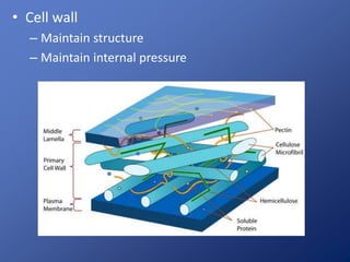 • Cell wall 
– Maintain structure 
– Maintain internal pressure 
 