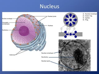 Nucleus 
Nuclear envelope 
Nucleolus 
Nuclear pore 
1) Nuclear envelope 
2) Outer ring 
3) Spokes 
4) Plug 
 