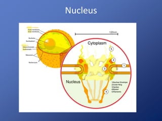 Nucleus 
 