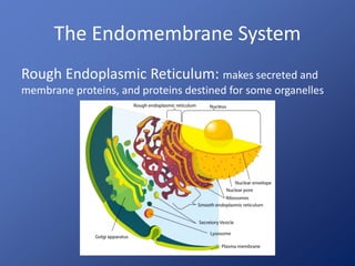 The Endomembrane System 
Rough Endoplasmic Reticulum: makes secreted and 
membrane proteins, and proteins destined for some organelles 
 