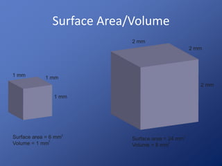 Surface Area/Volume 
 