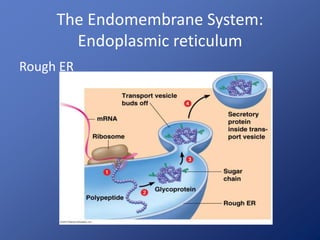 The Endomembrane System: 
Endoplasmic reticulum 
Rough ER 
 