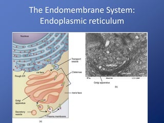 The Endomembrane System: 
Endoplasmic reticulum 
 