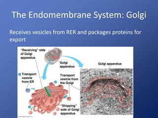 The Endomembrane System: Golgi 
Receives vesicles from RER and packages proteins for 
export 
 