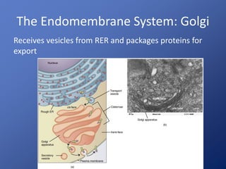 The Endomembrane System: Golgi 
Receives vesicles from RER and packages proteins for 
export 
 