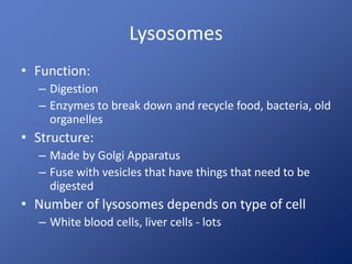 Lysosomes 
• Function: 
– Digestion 
– Enzymes to break down and recycle food, bacteria, old 
organelles 
• Structure: 
– Made by Golgi Apparatus 
– Fuse with vesicles that have things that need to be 
digested 
• Number of lysosomes depends on type of cell 
– White blood cells, liver cells - lots 
 