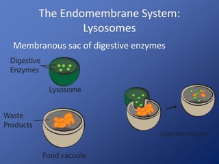 The Endomembrane System: 
Lysosomes 
Membranous sac of digestive enzymes 
 