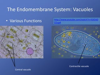 The Endomembrane System: Vacuoles 
• Various Functions http://www.youtube.com/watch?v=iG6Dd3 
COug4 
Contractile vacuole 
Central vacuole 
 