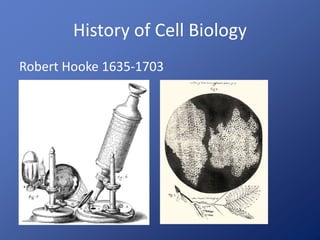 History of Cell Biology 
Robert Hooke 1635-1703 
 
