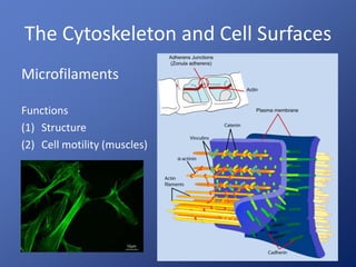 The Cytoskeleton and Cell Surfaces 
Microfilaments 
Functions 
(1) Structure 
(2) Cell motility (muscles) 
 