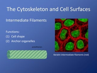 The Cytoskeleton and Cell Surfaces 
Intermediate Filaments 
Functions: 
(1) Cell shape 
(2) Anchor organelles 
Keratin intermediate filaments (red) 
 