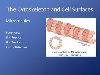 The Cytoskeleton and Cell Surfaces 
Microtubules 
Functions: 
(1) Support 
(2) Tracks 
(3) Cell division 
 