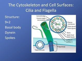 The Cytoskeleton and Cell Surfaces: 
Cilia and Flagella 
Structure: 
9+2 
Basal body 
Dynein 
Spokes 
 