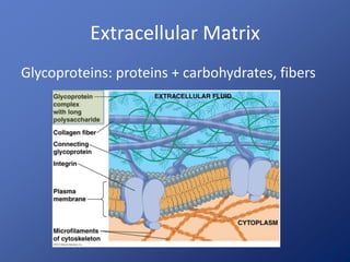 Extracellular Matrix 
Glycoproteins: proteins + carbohydrates, fibers 
 