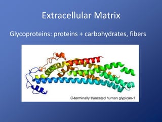 Extracellular Matrix 
Glycoproteins: proteins + carbohydrates, fibers 
C-terminally truncated human glypican-1 
 