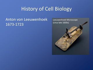 History of Cell Biology 
Anton von Leeuwenhoek 
1673-1723 
Leeuwenhoek Microscope 
(circa late 1600s) 
 