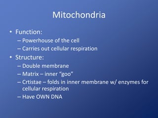 Mitochondria 
• Function: 
– Powerhouse of the cell 
– Carries out cellular respiration 
• Structure: 
– Double membrane 
– Matrix – inner “goo” 
– Crtistae – folds in inner membrane w/ enzymes for 
cellular respiration 
– Have OWN DNA 
 