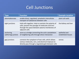 Cell Junctions 
Type Function Example Location 
plasmodesmata enable direct, regulated, symplastic intercellular 
transport of substances between cells 
plant cell walls 
tight junctions hold cells together; help to maintain the polarity of 
cells; prevent the passage of molecules and ions 
through the space between plasma membranes of 
adjacent cells 
the kidney and liver 
anchoring 
(adhering) juctions 
serve as a bridge connecting the actin cytoskeleton 
of neighboring cells through direct interaction 
epithelial and 
endothelial tissues 
gap junctions connects the cytoplasm of two cells, which allows 
various molecules, ions, and electrical impluses to 
directly pass through a regulated gate between cells 
nerves 
 