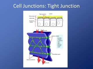 Cell Junctions: Tight Junction 
 