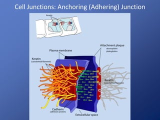 Cell Junctions: Anchoring (Adhering) Junction 
 
