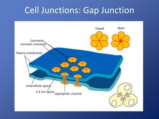 Cell Junctions: Gap Junction 
 