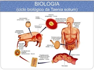 BIOLOGIA 
(ciclo biológico da Taenia solium) 
 