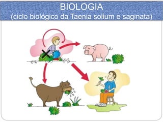 BIOLOGIA 
(ciclo biológico da Taenia solium e saginata) 
 