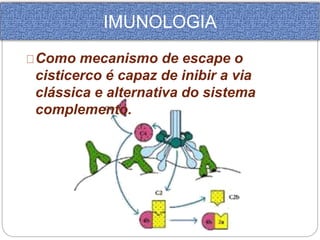 IMUNOLOGIA 
Como mecanismo de escape o 
cisticerco é capaz de inibir a via 
clássica e alternativa do sistema 
complemento. 
 