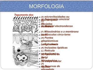 MORFOLOGIA 
Tegumento dos 
cestóides A 
B 
C 
D 
E 
F 
G 
H 
I 
J 
K 
L 
M 
N 
O 
P 
Q 
(A) microvilosidades ou 
microtríquias 
(B) Tegumento sincicial 
(C) 
vacúolos 
(D) 
Vesículas 
(E) Material electrondenso 
(F) Mitocôndrias e a membrana 
basal 
(G) Músculos circu-lares 
(H) Pontes 
citoplásmicas 
(I) 
Longitudinais 
(J) Transverso 
(K) Inclusões lipídicas 
(L) Retículo 
(endoplásmico 
M) Aparelho de 
Golgi 
(N) 
(MOi)t Cocoôrpnod rciaeslu lar 
(P) 
NQú) (cRleesoervas de 
glicogênio 
 