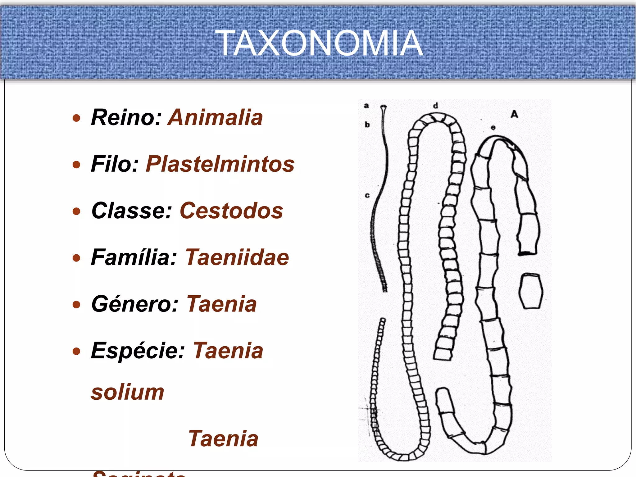 Tenia Insect Partes De Uma Tenia
