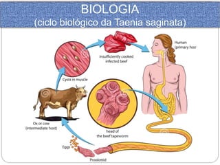 BIOLOGIA 
(ciclo biológico da Taenia saginata) 
 