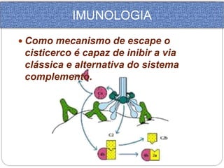 IMUNOLOGIA 
 Como mecanismo de escape o 
cisticerco é capaz de inibir a via 
clássica e alternativa do sistema 
complemento. 
 