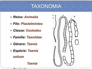  Reino: Animalia 
 Filo: Plastelmintos 
 Classe: Cestodos 
 Família: Taeniidae 
 Género: Taenia 
 Espécie: Taenia 
solium 
Taenia 
Saginata 
TAXONOMIA 
 