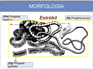 MORFOLOGIA 
Estróbil 
o 
(Pm) Proglote 
madura 
(Pg) Proglote 
grávida 
(Pj) Proglote jovem 
 