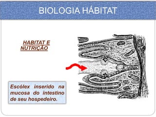 BIOLOGIA HÁBITAT 
HABITAT E 
NUTRIÇÃO 
Escólex inserido na 
mucosa do intestino 
de seu hospedeiro. 
 