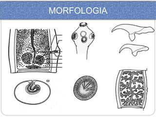 MORFOLOGIA 
 