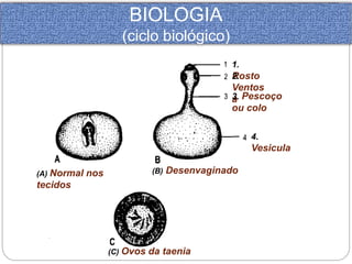 BIOLOGIA 
(ciclo biológico) 
(A) Normal nos 
tecidos 
(B) Desenvaginado 
4. 
Vesicula 
(C) Ovos da taenia 
1. 
2R.o sto 
Ventos 
a3. Pescoço 
ou colo 
 