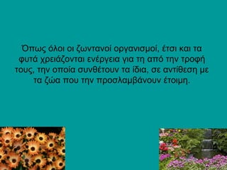 Όπως όλοι οι ζωντανοί οργανισμοί, έτσι και τα 
φυτά χρειάζονται ενέργεια για τη από την τροφή 
τους, την οποία συνθέτουν τα ίδια, σε αντίθεση με 
τα ζώα που την προσλαμβάνουν έτοιμη. 
 