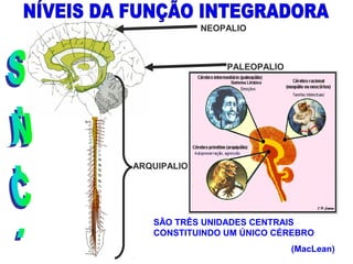 NEOPALIO 
PALEOPALIO 
ARQUIPALIO 
SÃO TRÊS UNIDADES CENTRAIS 
CONSTITUINDO UM ÚNICO CÉREBRO 
(MacLean) 
 