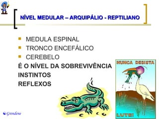 NÍVEL MEDULAR – ARQUIPÁLIO -- RREEPPTTIILLIIAANNOO 
 MEDULA ESPINAL 
 TRONCO ENCEFÁLICO 
 CEREBELO 
É O NÍVEL DA SOBREVIVÊNCIA 
INSTINTOS 
REFLEXOS 
Grendene 
 