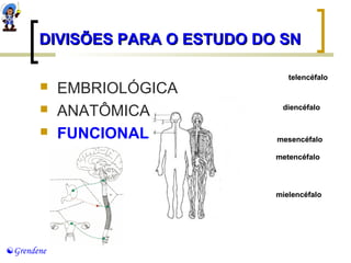 DDIIVVIISSÕÕEESS PPAARRAA OO EESSTTUUDDOO DDOO SSNN 
 EMBRIOLÓGICA 
 ANATÔMICA 
 FUNCIONAL 
Grendene 
telencéfalo 
diencéfalo 
mesencéfalo 
metencéfalo 
mielencéfalo 
 