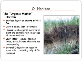 O-Horizon 
The “Organic Matter” 
Horizon 
 Surface-layer, at depths of 0-2 
feet 
 Dark in color, soft in texture 
 Humus - rich organic material of 
plant and animal origin in a stage 
of decomposition 
 Leaf litter – leaves, needles, 
twigs, moss, lichens that are not 
decomposing 
 Several O-layers can occur in 
some soils, consisting only of O-horizons 
 