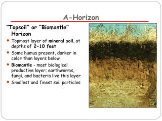 A-Horizon 
“Topsoil” or “Biomantle” 
Horizon 
 Topmost layer of mineral soil, at 
depths of 2-10 feet 
 Some humus present, darker in 
color than layers below 
 Biomantle - most biological 
productive layer; earthworms, 
fungi, and bacteria live this layer 
 Smallest and finest soil particles 
 