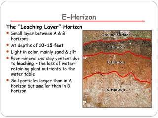 E-Horizon 
The “Leaching Layer” Horizon 
 Small layer between A & B 
horizons 
 At depths of 10-15 feet 
 Light in color, mainly sand & silt 
 Poor mineral and clay content due 
to leaching – the loss of water-retaining 
plant nutrients to the 
water table 
 Soil particles larger than in A 
horizon but smaller than in B 
horizon 
 