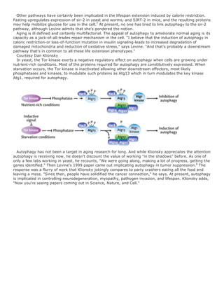 Other pathways have certainly been implicated in the lifespan extension induced by calorie restriction. 
Fasting upregulates expression of sir-2 in yeast and worms, and SIRT-2 in mice, and the resulting proteins 
may help mobilize glucose for use in the cell.7 At present, no one has tried to link autophagy to the sir-2 
pathway, although Levine admits that she's pondered the notion. 
Aging is ill defined and certainly multifactorial. The appeal of autophagy to ameliorate normal aging is its 
capacity as a jack-of-all-trades repair mechanism in the cell. "I believe that the induction of autophagy in 
caloric restriction-or loss-of-function mutation in insulin signaling-leads to increased degradation of 
damaged mitochondria and reduction of oxidative stress," says Levine. "And that's probably a downstream 
pathway that's in common to all these life extension phenotypes." 
Courtesy Dan Klionsky 
In yeast, the Tor kinase exerts a negative regulatory effect on autophagy when cells are growing under 
nutrient-rich conditions. Most of the proteins required for autophagy are constitutively expressed. When 
starvation occurs, the Tor kinase is inactivated allowing other downstream effectors, most likely 
phosphatases and kinases, to modulate such proteins as Atg13 which in turn modulates the key kinase 
Atg1, required for autophagy. 
Autophagy has not been a target in aging research for long. And while Klionsky appreciates the attention 
autophagy is receiving now, he doesn't discount the value of working "in the shadows" before. As one of 
only a few labs working in yeast, he recounts, "We were going along, making a lot of progress, getting the 
genes identified." Then Levine's 1999 paper came out implicating autophagy in tumor suppression.8 The 
response was a flurry of work that Klionsky jokingly compares to party crashers eating all the food and 
leaving a mess. "Since then, people have solidified the cancer connection," he says. At present, autophagy 
is implicated in controlling neurodegeneration, myopathy, pathogen invasion, and lifespan. Klionsky adds, 
"Now you're seeing papers coming out in Science, Nature, and Cell." 

