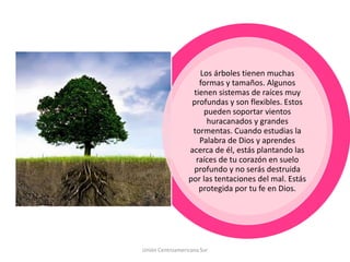 Los árboles tienen muchas
formas y tamaños. Algunos
tienen sistemas de raíces muy
profundas y son flexibles. Estos
pueden soportar vientos
huracanados y grandes
tormentas. Cuando estudias la
Palabra de Dios y aprendes
acerca de él, estás plantando las
raíces de tu corazón en suelo
profundo y no serás destruida
por las tentaciones del mal. Estás
protegida por tu fe en Dios.
Unión Centroamericana Sur
 