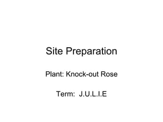 Site Preparation Plant: Knock-out Rose Term:  J.U.L.I.E 