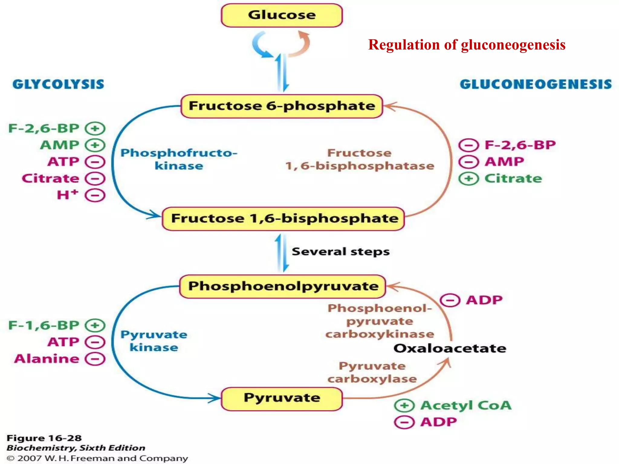 Regulation of gluconeogenesis
 