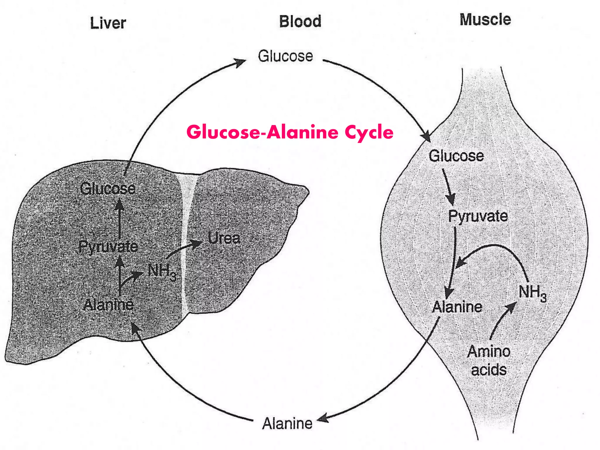 Glucose-Alanine Cycle
 